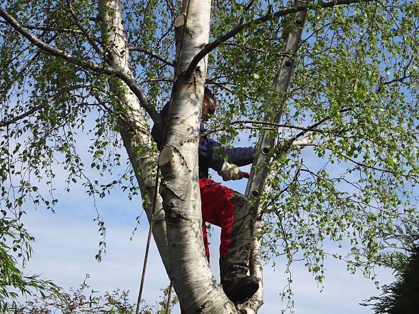 Best Utility Line Clearance  in Towaoc, CO